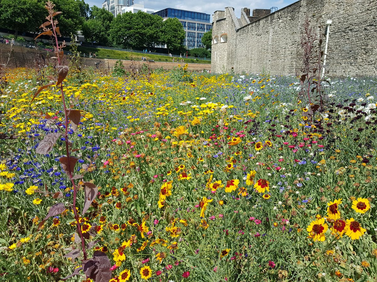 Visited <a href="/TowerOfLondon/">The Tower of London</a> Superbloom a calming and immersive walk through very colourful planting.  Crowd had only positive comments.  Well done despite the weather <a href="/NigelDunnett/">Nigel Dunnett</a> 
<a href="/mark_landform/">Mark</a> 
<a href="/TOHA_Soil/">TimO'HareAssociates</a> 
<a href="/GrantAssocs/">Grant Associates</a> 
Looking forward to seeing the perennials next year 👍
