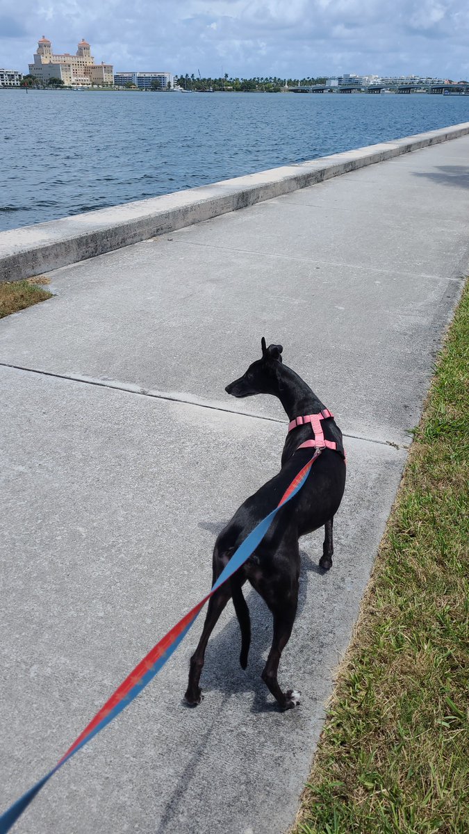 AnnouncerPete's tweet photo. Take a break between races at the Spa and join me in wishing a very happy 5th Birthday to my girl LUNA BELLE!! You've changed my life you little rascal &amp; I'm looking forward to many more adventure filled years with you! ❤️ 

#11timewinner #unlimitedlove #dogdad https://t.co/s533ISENHK