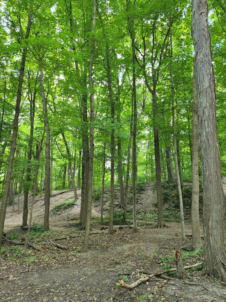 Dharghan_'s tweet image. Went for a short #trailwalk 🙂