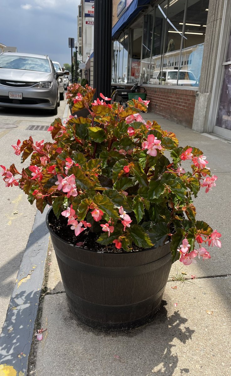 Beautiful02048's tweet photo. Angel wing #begonias lining downtown #MansfieldMA for another #summer #flowers #dobeautifulthings https://t.co/NoRuVFTip9
