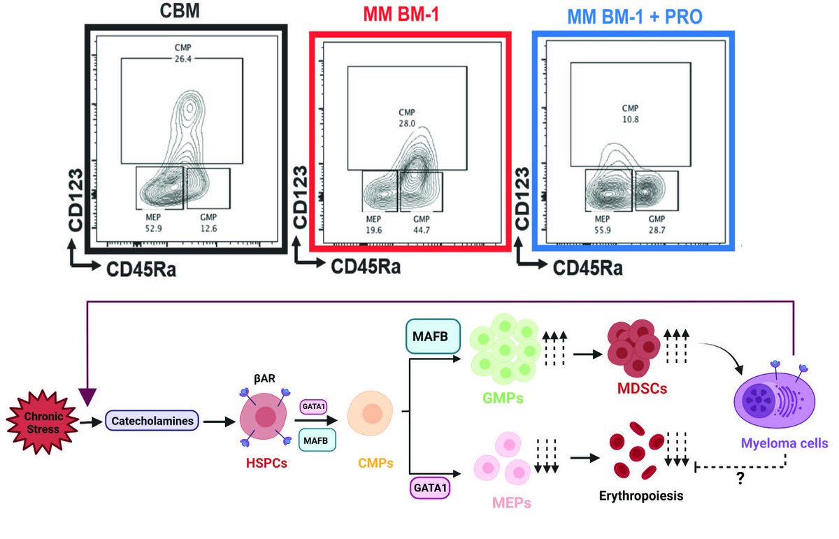 Excited to share our new study file:doi.org/10.3324/haemat… lead by stellar Remya Nair, PhD @Remya_Nair_PhD and V Subramaniam, MS with Dr K Muthumalaiappan. We find propranolol regulates MAFB/GATA1 to restore MEPs and increases multiple myeloma sensitivity to BTZ and venetoclax