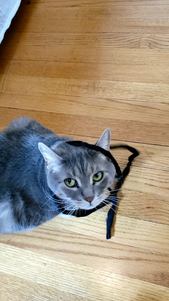 T_Hort's tweet photo. My cat Sammy feat. the string he brings me every day for playtime when I'm trying to write. And no I didn't set this up, the lewk is all his doing 😭 
#cats #CatsOfTwitter https://t.co/umjlSrEOdk