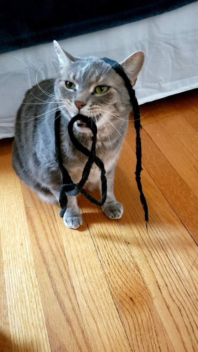 T_Hort's tweet photo. My cat Sammy feat. the string he brings me every day for playtime when I'm trying to write. And no I didn't set this up, the lewk is all his doing 😭 
#cats #CatsOfTwitter https://t.co/umjlSrEOdk