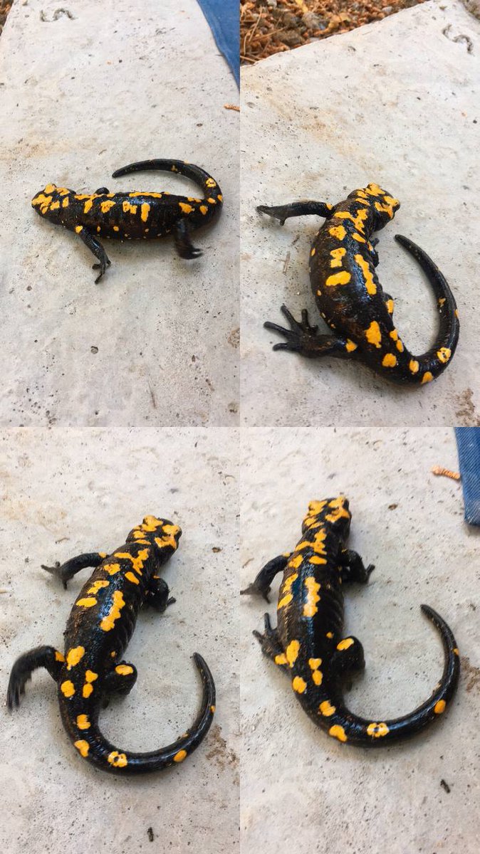 Amanos Dağları Osmaniye Zorkun Yaylası Şenlik Tepesi Mevkinde "Türk semenderi" olarak bilinen ve nesli tehdit altında olan sarı benekli semender ile karşılaştık.

İlimizde Bulunan Sarı Bebekli Semenderleri doğada doğal ortamından ayırmadan lütfen koruyalım kollayalım.