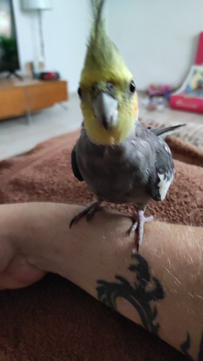 LouisCornwall2's tweet image. Random bird came to the pool on Tuesday, won't leave, so welcome to family, Chico