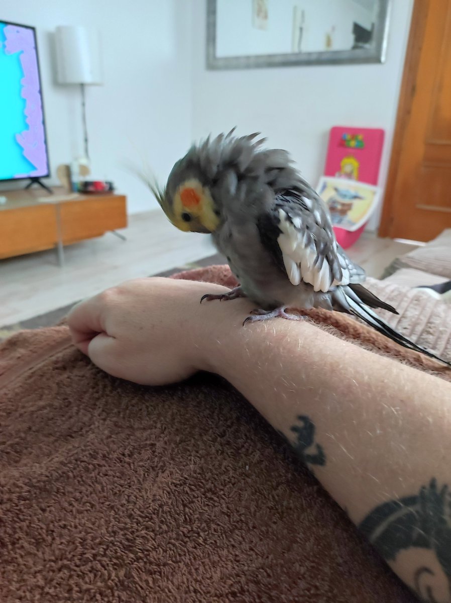 LouisCornwall2's tweet image. Random bird came to the pool on Tuesday, won't leave, so welcome to family, Chico