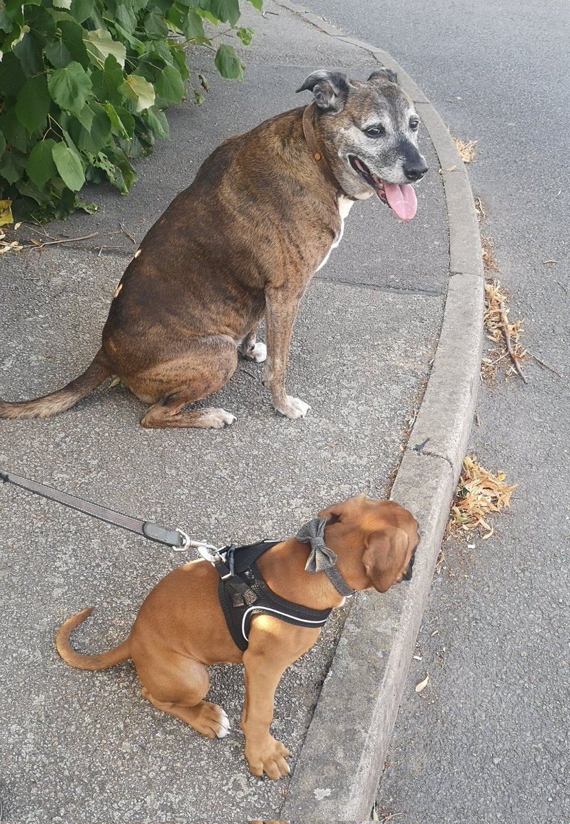 NoNameDog5's tweet image. STOP LOOK AND LISTEN
#DogsofTwittter #greencrosscode