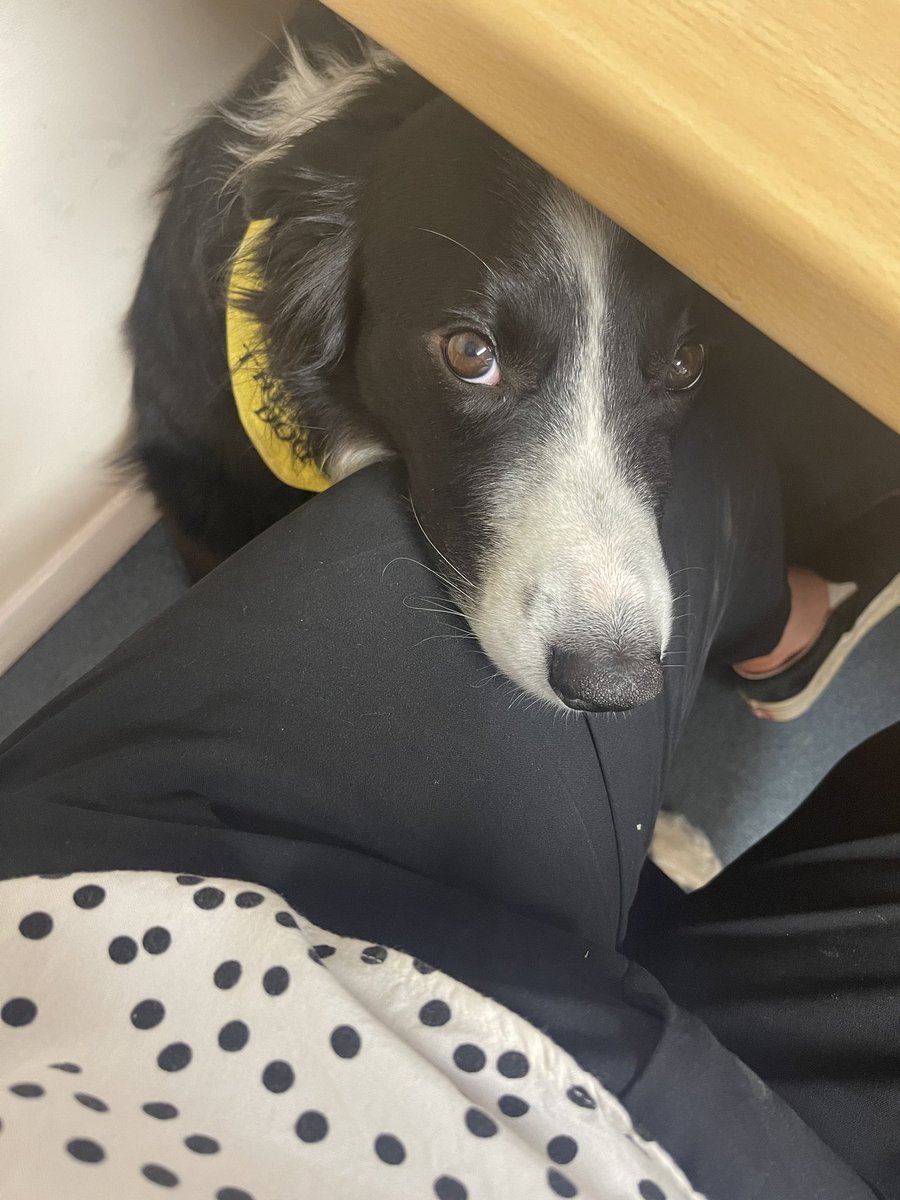 wmcoxleas's tweet photo. Our staff had a loveable companion in the office today! And Mason attended his first Thursday morning team meeting 🐶🤩 #therapydog #nhs @OxleasFrnsicPT https://t.co/XakFGnzUwu
