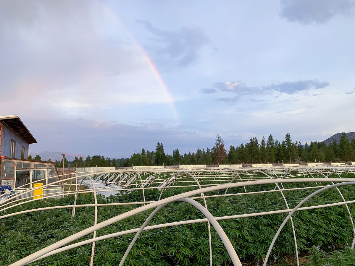 We found the pot of gold at the end of the rainbow! #Throwback to this magical moment from our 2019 grow season, prior to greenhouses and when the team still pulled tarps. We've had a lot of growth since then but still feel just as lucky today. 🌿🌈✨ #rainbow #sungrown