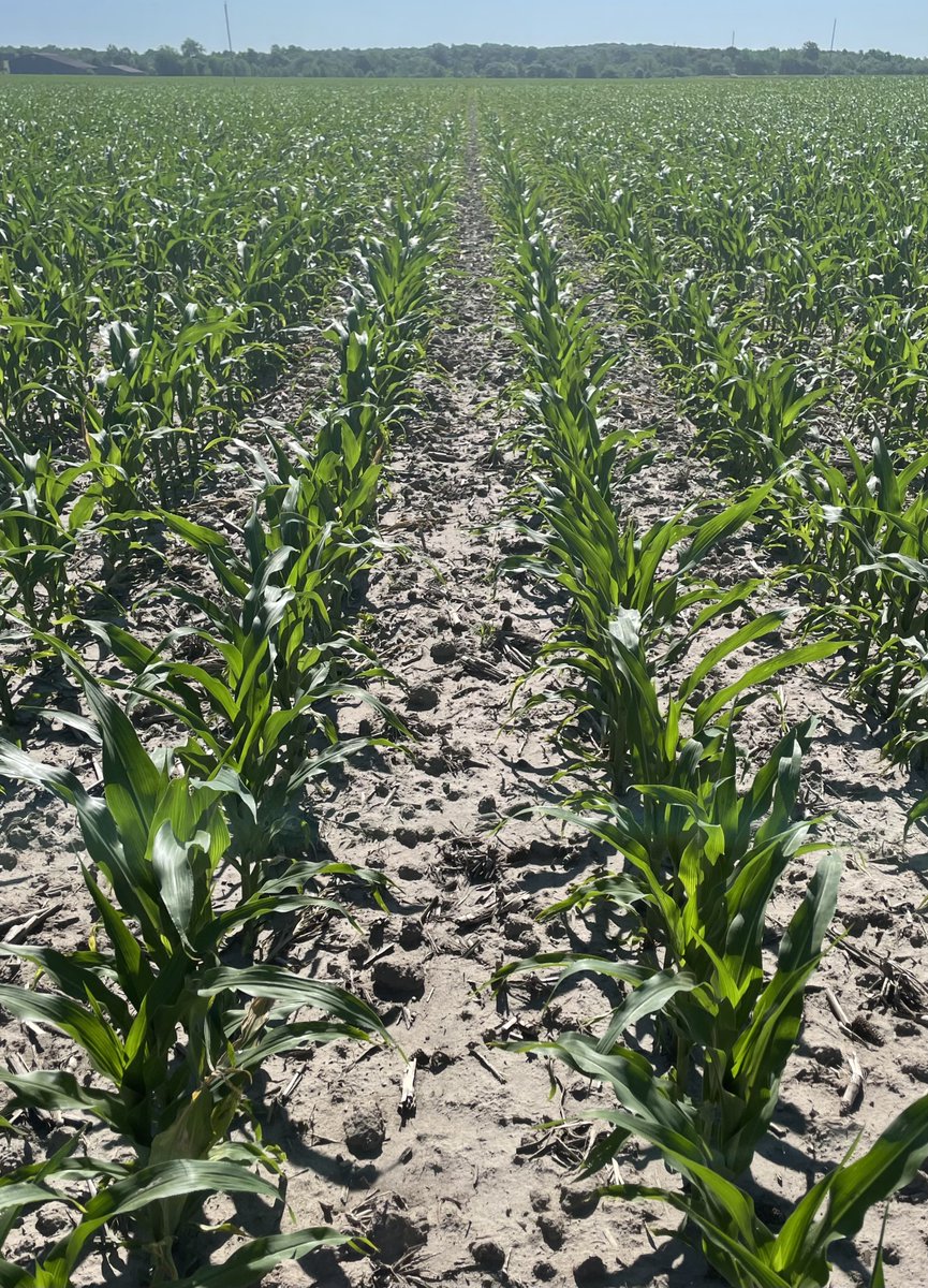 TheEquityCoop's tweet photo. Matt Wrzosek, one of our Agronomy Interns for the summer, is tasked with evaluating the performance of TriVolt- a new corn herbicide from Bayer. So far, Matt has been impressed with TriVoltβs weed control!
#AgTwitter #Agronomy #AgricultureInternships #GoWithTheRightPeople https://t.co/ovUpLM4ina