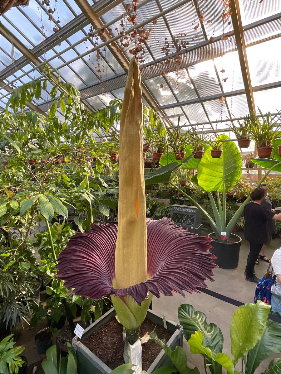 HortusLeiden's tweet photo. In volle bloei. https://t.co/F273HrBCVy