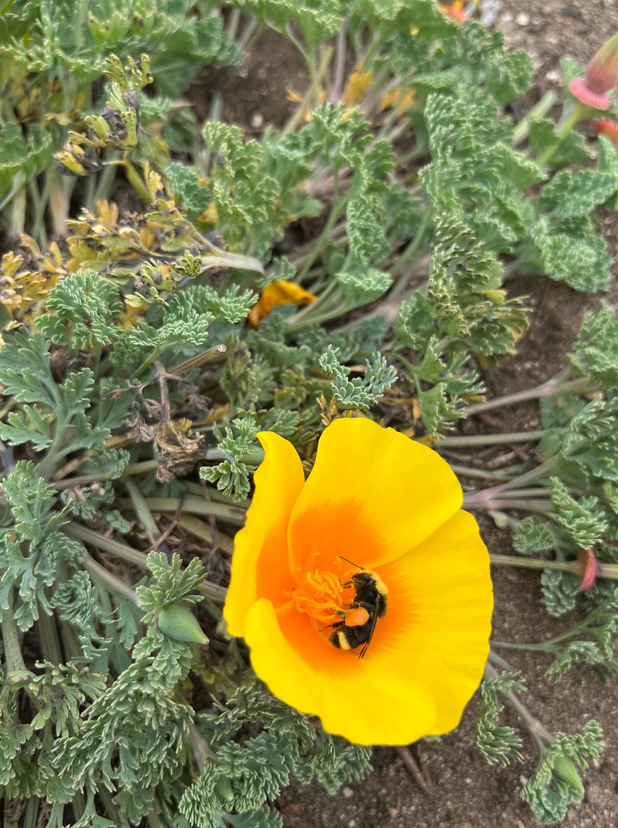 PollinateTufts's tweet photo. Research spotlight: West Coast edition! Sylvie is studying the difference in life cycle patterns of Bombus vosnesenskii, the yellow faced bumble bee, in different parts of its range. 💛🏔 Sylvie is getting to discover firsthand the timing of Bombus vosnesenskii life cycle! https://t.co/Tgl5ynGfUF