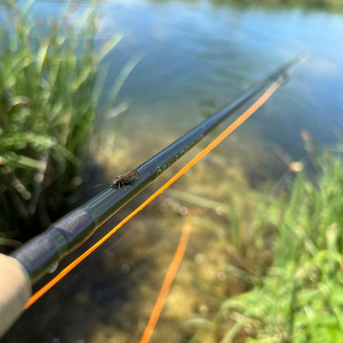 Summer is in full swing, so let's show our appreciation for our native invertebrates - We have seen Emperor Dragonfly, Sedge, Alder, Banded Demoiselle, Soldier Beetles, and ants in good numbers (photos - River Itchen, July 2022)