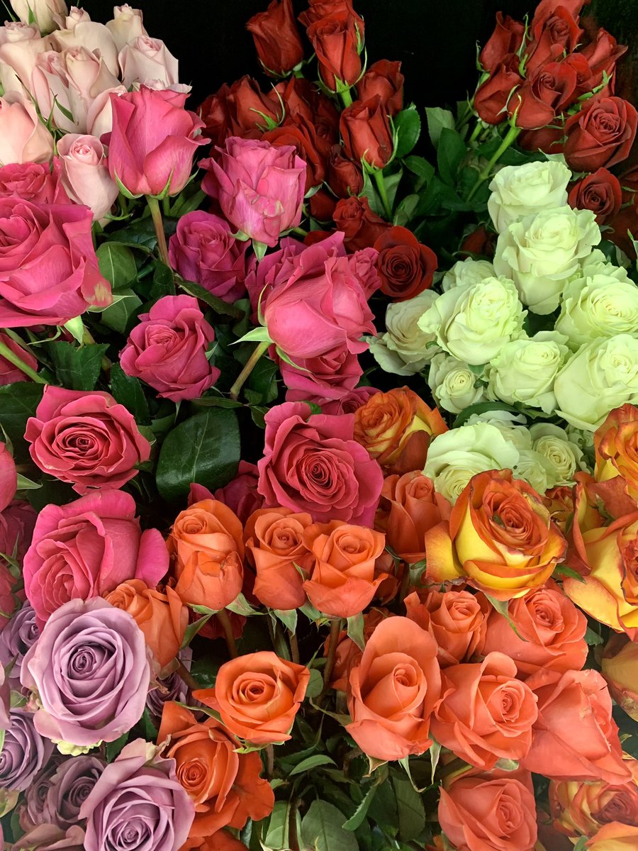barberflorist's tweet photo. Check out our fresh roses from Ecuador!  Call or stop by soon!  #roses #florist #flowers #jacksonvilleil https://t.co/ggR3KU4hjw