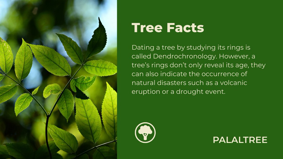 palaltree's tweet image. Tree Fact of the day
Tree rings can predict climate change.🌳

#NFTCommunity #nft #garden #nature #MRDSN