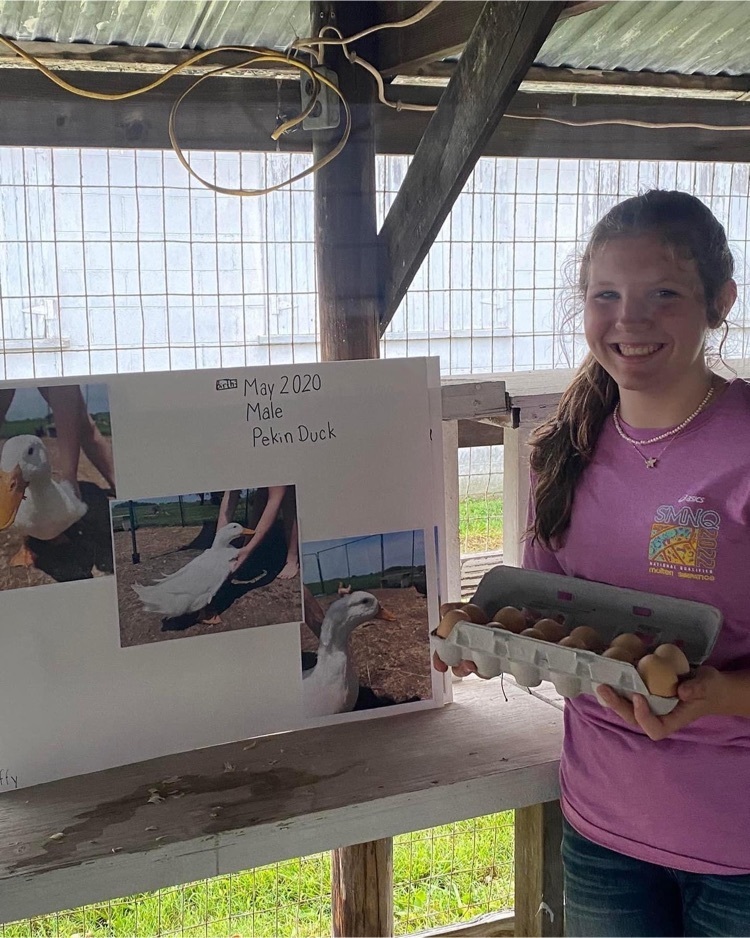NokomisSchools's tweet photo. Last week was the Section 19 Livestock Fair at the Fayette County Fairgrounds. FFA members have worked hard to get their animals in shape and ready to show. Nokomis was well represented and members placed very well in their areas! Great job to all! #NOKOPROUD https://t.co/EmahKTvqIc