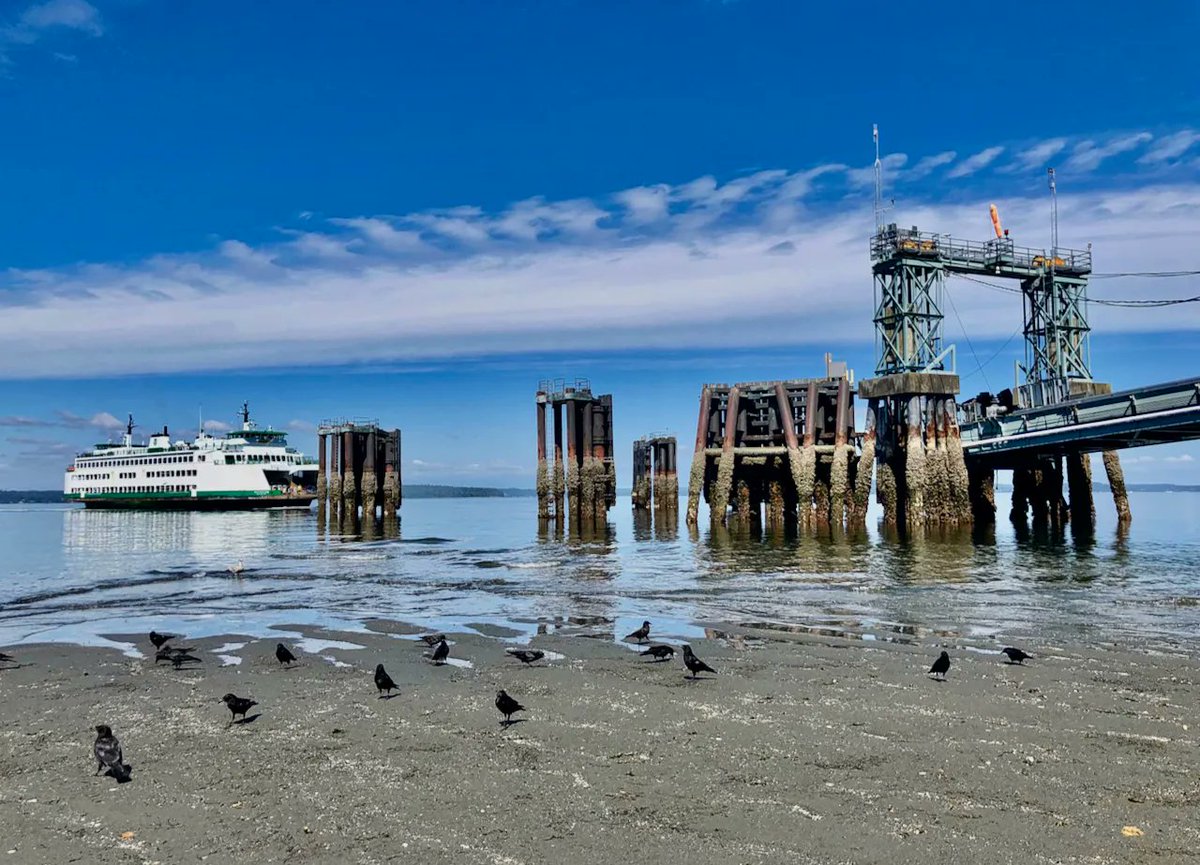 AlkiSurfShop's tweet photo. Fabulous photos of low tide reveal sea life in West Seattle | Westside Seattle https://t.co/Bf8g9pXceW #lowtide #westseattle #MoonSnail #SeaPen #starfish https://t.co/GKlYRRSQRk