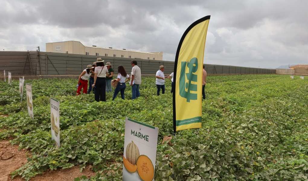 SemillasFito's tweet photo. 📰 Semillas Fitó presentó sus novedades de #melón en #FitoWeek 2022 a los responsables de grandes cadenas de distribución, supermercados, técnicos, agricultores y periodistas especializados 🍈
https://t.co/FuNt12Ykoo vía @AenVerde https://t.co/Hutxjn65DU