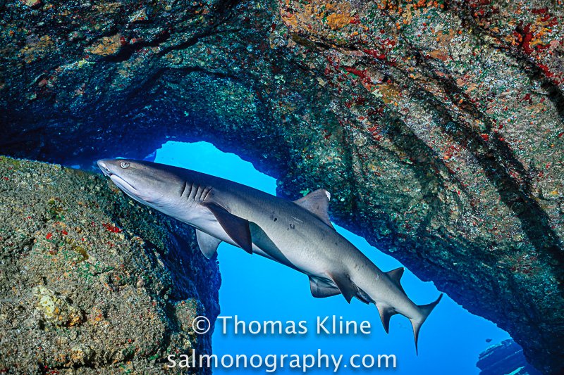 tcklinephd's tweet photo. Happy #SharkAwarenessDay2022 #SharkAwarenessDay
A male #WhitetipReefShark #Triaenodonobesus passes through a submerged tunnel at the #NiihauArches dive site. The shark’s #claspers (copulatory organs) are visible trailing posteriorly from between the pelvic fins. https://t.co/R7l0JxSBdL