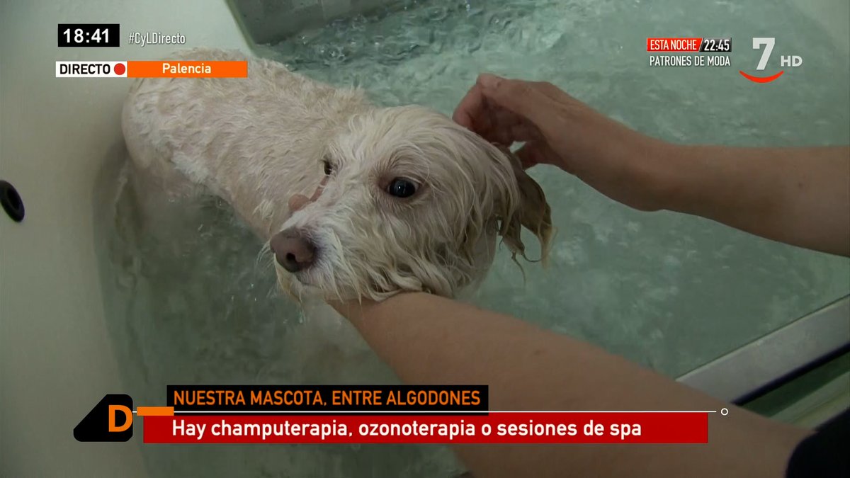 🟠 Vuelve a ver #CyLDirecto en el #ALaCarta de <a href="/cyltv/">CyLTV</a>

 📱👇

cyltv.es/programa/casti…