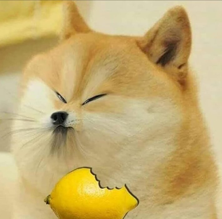 Deena62164340's tweet photo. @WhitneyWalker33 @CalisCihan @MyDogeOfficial @MyDogeTip Such petty! Much silly dilly. Such sour. Dom't umderstamd all this 'BLOCK'. Free speech!!!!! #lemonface
#dogefam #doge https://t.co/53P6G6DNb0