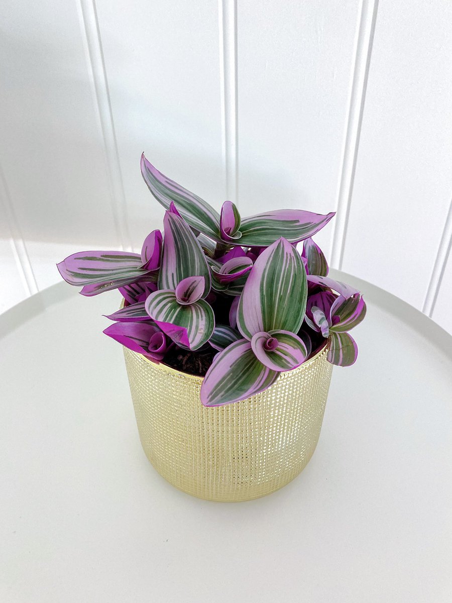 madeleinels's tweet photo. Nye planter 😍🌸🪴 https://t.co/ywHEx6olXE