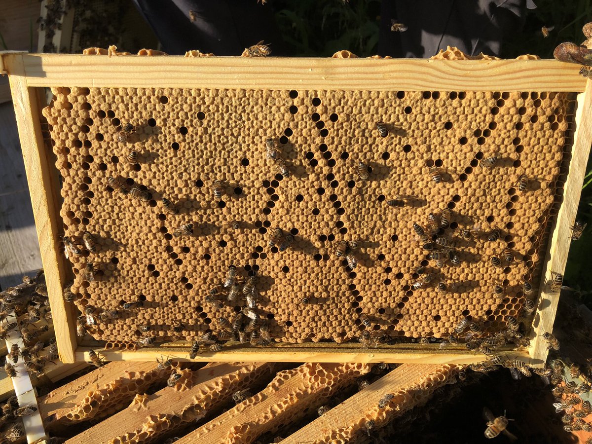 Really happy with some off the brood patterns from our mated queens this year full frames  ,

#beekeeping #bees #honey #beekeeper #bee #savethebees #honeybees #honeybee #nature #beesofinstagram #beehive #apiary #beekeepers #apiculture #beekeeperslife #honeycomb #conwy #wales