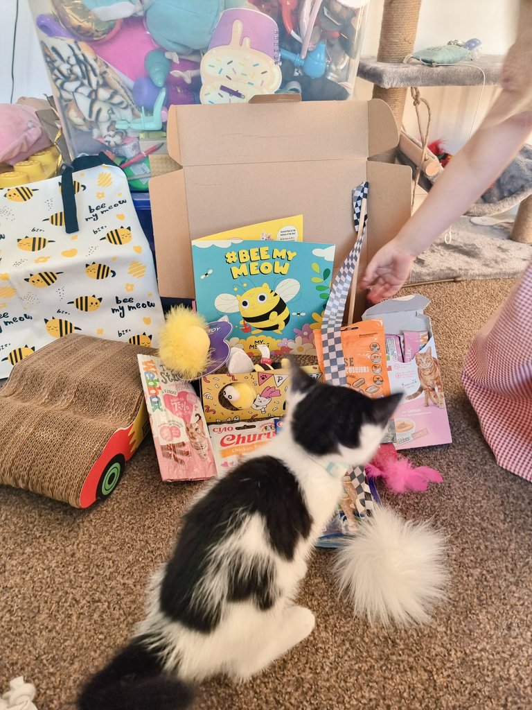 InkDrinkerDawn's tweet photo. I wish I was as spoilt as Willie.
He really enjoyed @meowbox
#spoiltkitty #purrari #meowbox https://t.co/6ydkG02bAm