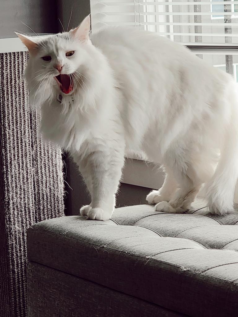 SirensCalling13's tweet photo. I, too, would love to just scream and run away from all my problems.

#CatsOfTwitter https://t.co/ilL8q2BLK9