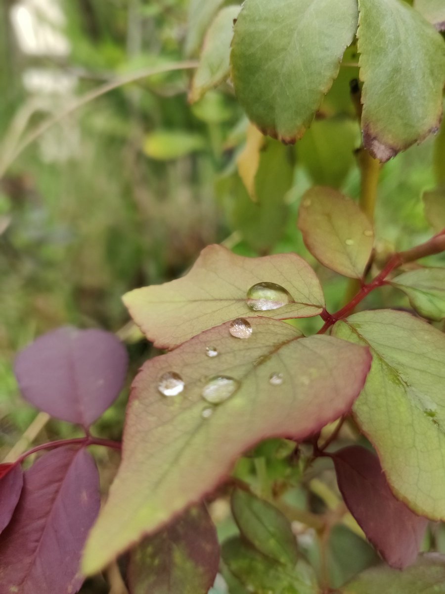 ForuAnil's tweet photo. Nature's💚 https://t.co/lcLhrQ3B4C