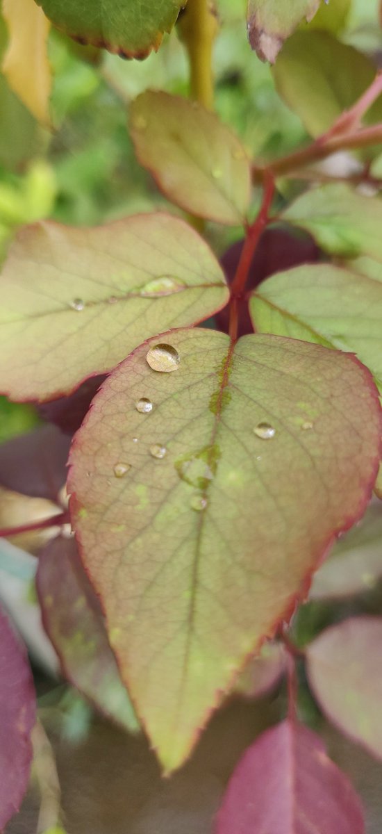ForuAnil's tweet photo. Nature's💚 https://t.co/lcLhrQ3B4C