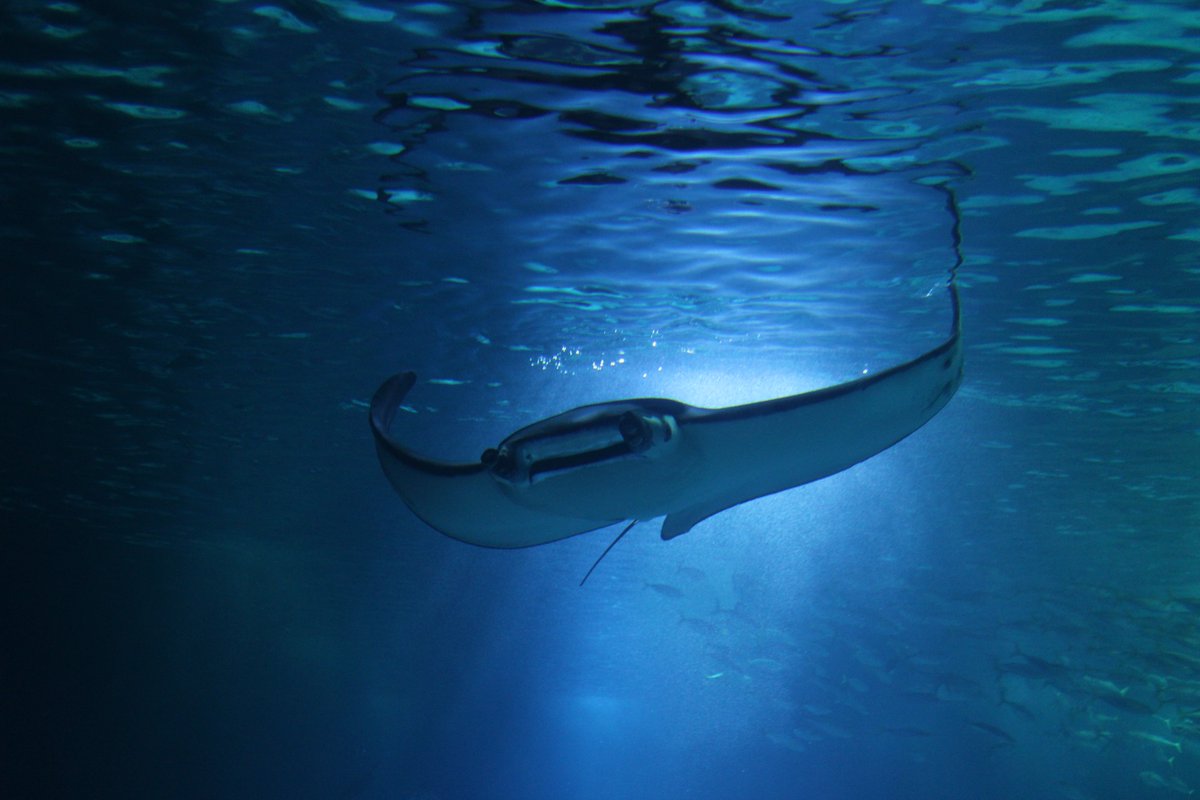 woodlandparkzoo's tweet photo. Peace and love to our underwater friends on #Shark and #Ray Awareness Day. Follow @zoos_aquariums today for conservation inspiration https://t.co/oCTHRlU5IE ๐ท ๐ฆ by Constanรงa Rodrigues #SharkandRayAwarenessDay #SavingAnimalsFromExtinction https://t.co/S9KG4Y1GQx