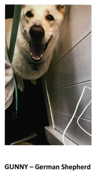 sppdmn's tweet photo. Officers &amp; Animal Control are searching for 2 dogs who are missing after an overnight burglary @ a dog daycare &amp; boarding business on the 1900 block of University. Of the 14 dogs that were boarded, 2 are still missing. Anyone with info is asked to call Animal Control 651-266-1100 https://t.co/1PMvJfckz2
