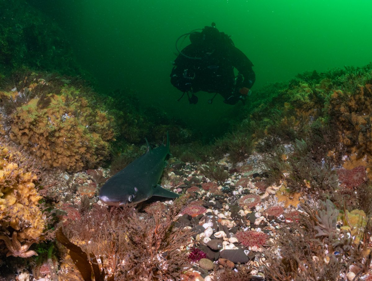 SpurwatchUK's tweet photo. Happy Shark Awareness Day! 🥰

🧵Let's talk a bit about shark awareness... and why it's important to look beyond the iconic apex shark species! 

Photo by @jameslynott featuring a spurdog and @alasdairodell🦈

1/n
#sharkawarenessday #sharks #shark #spurdog #dogfish #spinydogfish https://t.co/alLOuWM3Fd