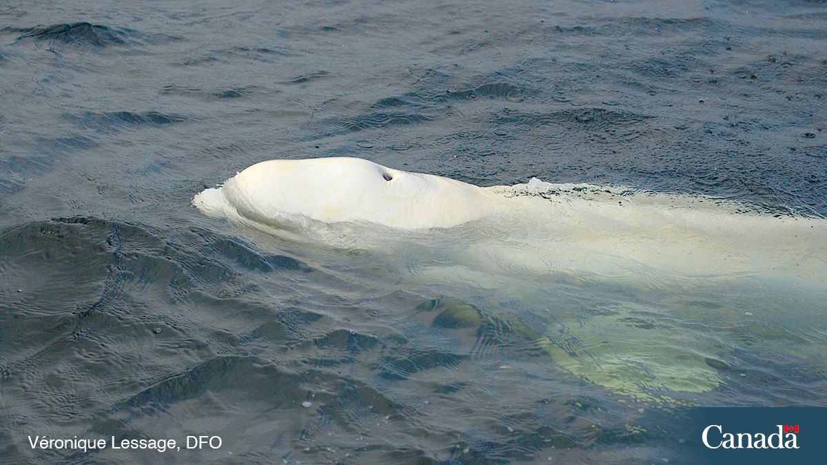 Although not often seen around NS, NB &amp; PEI, #BelugaWhales can sometimes be spotted alone or in small numbers. These belugas are either from the endangered St. Lawrence Estuary population or the Arctic.