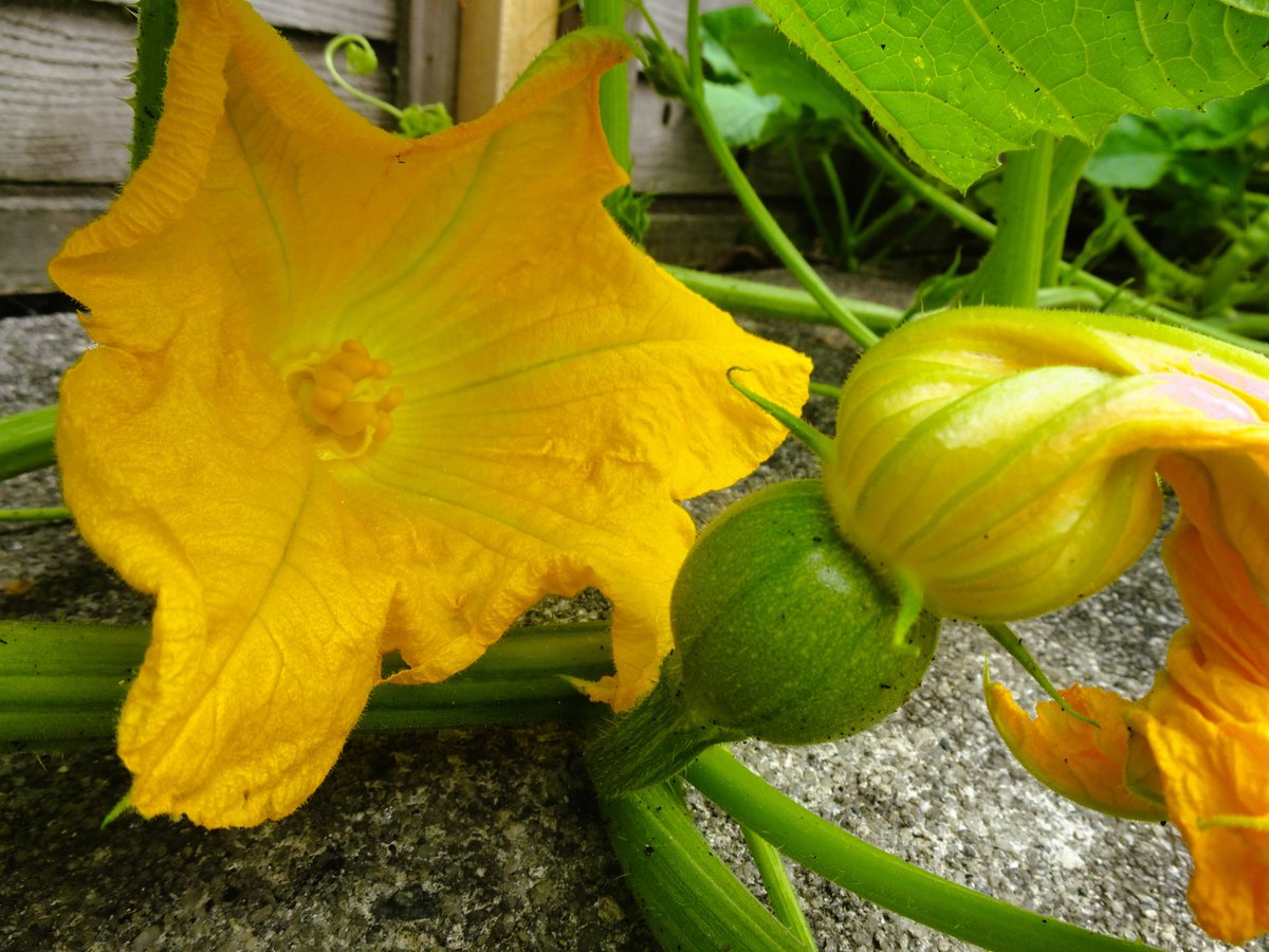 SueC_WordLoft's tweet photo. I spy a baby pumpkin growing in the foliage under the watchful eye of a female bloom.
#latestblogpost click next link: https://t.co/b0gn2Ij05e #pumpkingrowing #babypumpkin #yellowflower #cornishgarden #homegrownincornwall https://t.co/EzBCD1nSdo