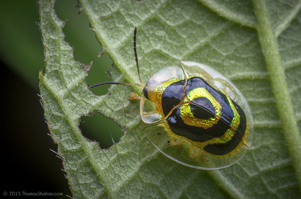 Los escarabajos tortuga (Fam. Chrysomelidae: SFam. Cassidinae), de distribución mayoritariamente Neotropical (C y S América), son insectos con una amplia gama de colores. Reciben su nombre por la forma como el pronoto y los élitros cubren su cabeza y cuerpo a modo de caparazón 🐢