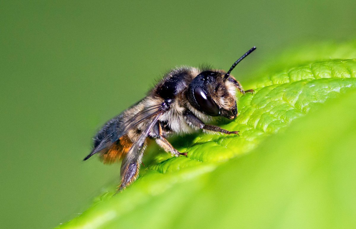 SimonGray14's tweet photo. These little leaf cutter bees are taking up residence in the new bee house since the mason bees used all the cavities in the other one! @UlsterWildlife @BuglifeNI #bees #letnaturein #leafcutterbee https://t.co/CWZUMIHtnm