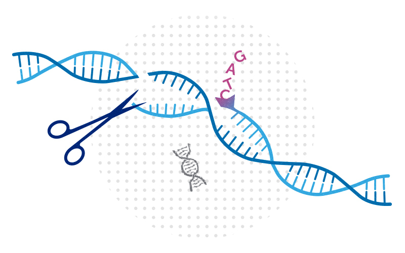 A caution on CRISPR in @NatureComms, and the suggestion that base editing and prime editing may be safer from @jianli_tao, Roberto Chiarle, et al. ms.spr.ly/6017b40J9 #mobileelements #jumpinggenes