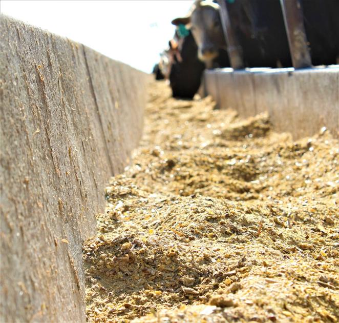 feedlotmagazine's tweet photo. #Distillers provide fat & protein, so pricing relative to other fat & protein sources is advised rather than just on a #protein basis. You'll still want to feed 12-20% of your diet (DM basis) as distillers unless it reaches 150% of #cornprice on DM basis.
https://t.co/6dSfS9mOSg https://t.co/2g7XnXvNBF