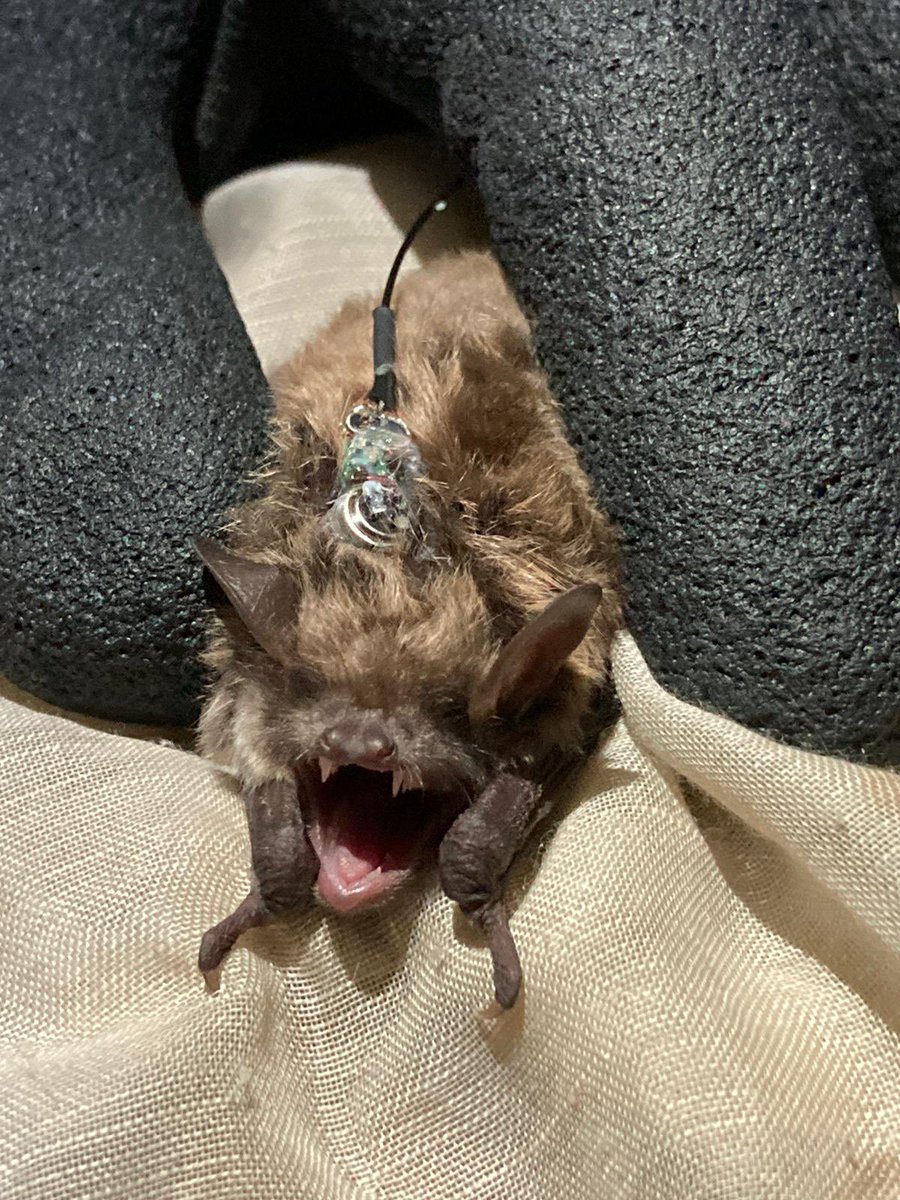 delft.nl/nieuws/de-meer…
Gaaf dat <a href="/ecoresult/">Ecoresult B.V.</a> een verblijfplaats heeft ontdek van #Meervleermuizen in een flat  #Delft #buitenhof. Best uniek. De Meervleermuizen zijn met behulp van een zendertje gelocaliseerd. Er is waarschijnlijk nog een verblijfplek. <a href="/Zoogdierverenig/">Zoogdiervereniging</a> <a href="/delft/">delft</a>