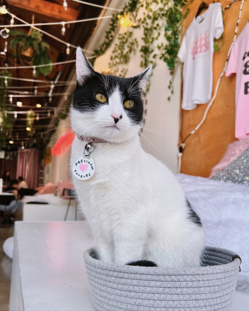 Precious and Poppies are heading home together!

The fact that these two get to continue living together was worth the five months of waiting for a home. We’re so excited that these bonded kitties can stay together!

Use the link in our bio to meet other cats like these cuties!
