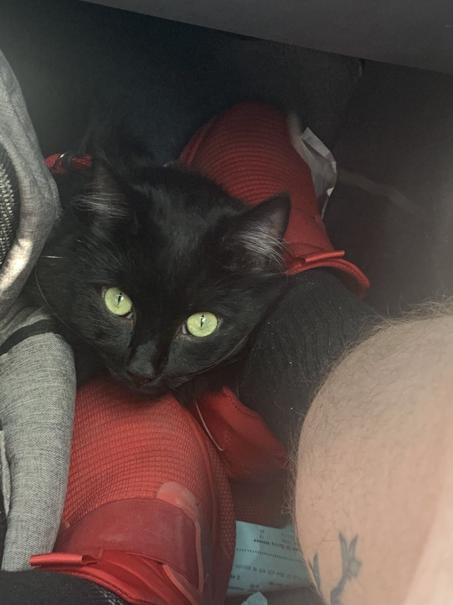 OrionLion1's tweet photo. Car rides are better when I can’t see out any windows and get to chill with some feet https://t.co/fCFTdxCVKj