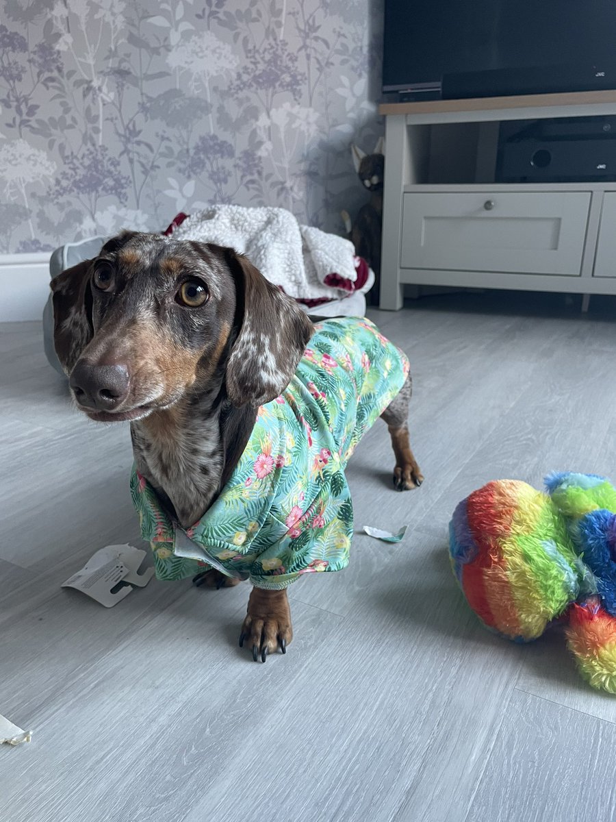 NeilSausage's tweet photo. Well I’m ready for summer now pals 🤩 https://t.co/8tLlsOjcBy