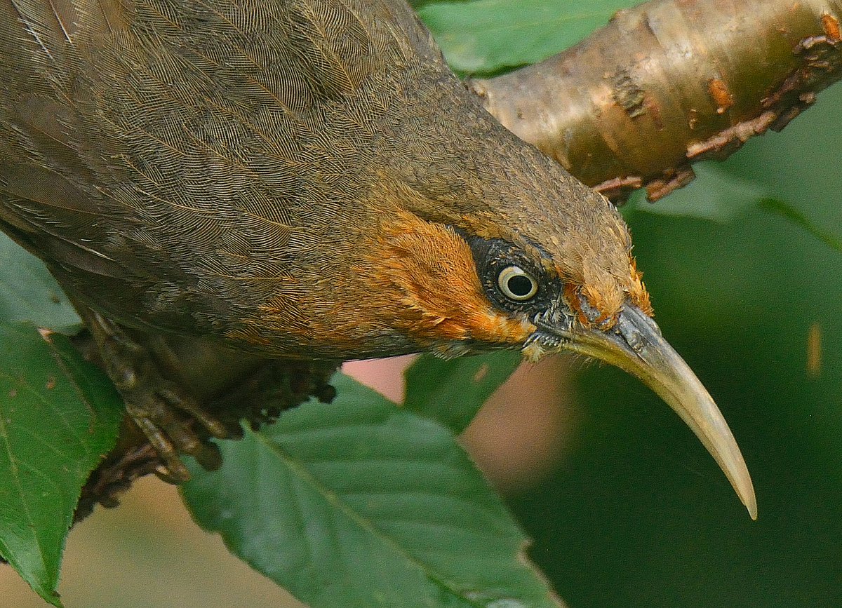 Rozan_Dhungel's tweet photo. Rusty-cheeked Scimitar-Babbler (Erythrogenys erythrogenys)

2022
Central Pendam East Sikkim, India 🇮🇳 

#say_no_plastic #sikkim_birds #sikkimtourism #rozan_dhungel #sikkimwildlife https://t.co/tRwGpil9gM