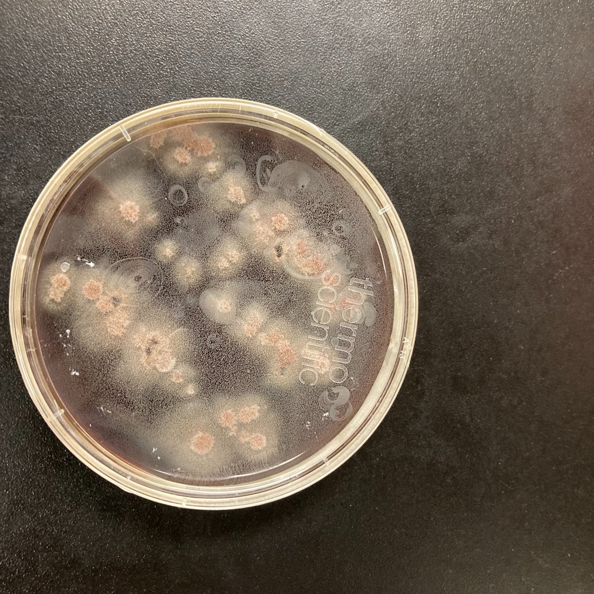 UAMS Infectious Diseases (@uamsinfdisease) on Twitter photo Look what's brewing in <a href="/uamshealth/">UAMS Health</a> Microbiology Lab! <a href="/UAMSintmedicine/">UAMS Internal Medicine Residency</a> <a href="/UAMS_COM/">UAMS College of Medicine</a> drop a comment on what this glorious organism is and you may win a coffee courtesy of <a href="/ryankdare/">Ryan</a>! #idtwitter #IdBoardReview Look what's brewing in <a href="/uamshealth/">UAMS Health</a> Microbiology Lab! <a href="/UAMSintmedicine/">UAMS Internal Medicine Residency</a> <a href="/UAMS_COM/">UAMS College of Medicine</a> drop a comment on what this glorious organism is and you may win a coffee courtesy of <a href="/ryankdare/">Ryan</a>! #idtwitter #IdBoardReview
