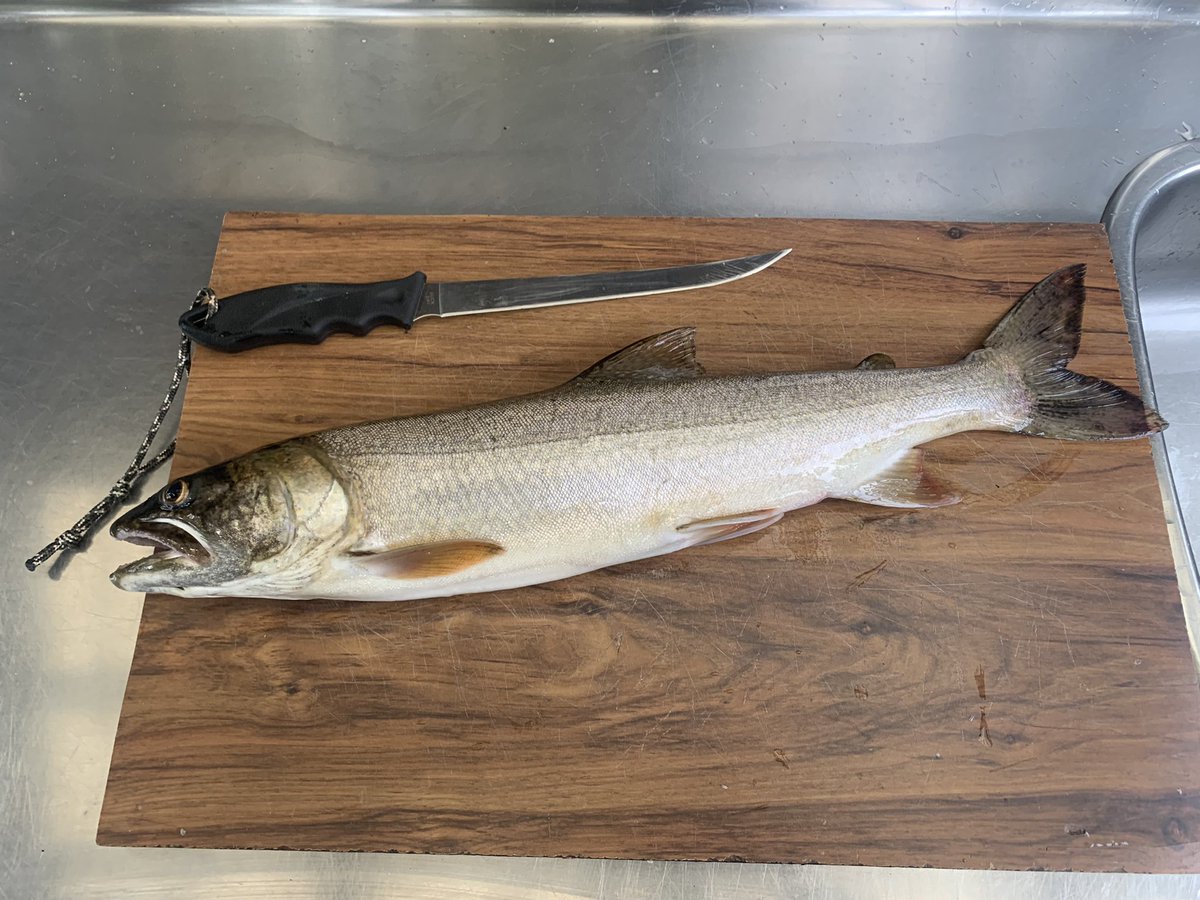 czarofbar's tweet photo. Slow time of year for fish but still scratching a few out! #canimlake #rainbowresort #bcfishing #fishbc #lakertrout https://t.co/KMOEaPgIXB