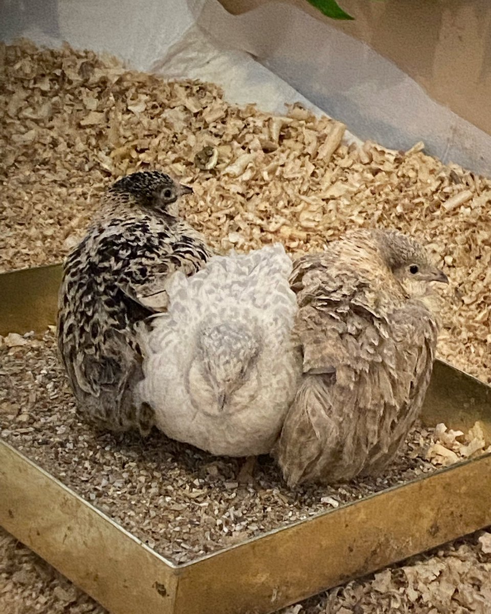 Squishy Mercy sandwich! 🥰
#bird #birds #birdlover #quail #birdwatching #birdphotography