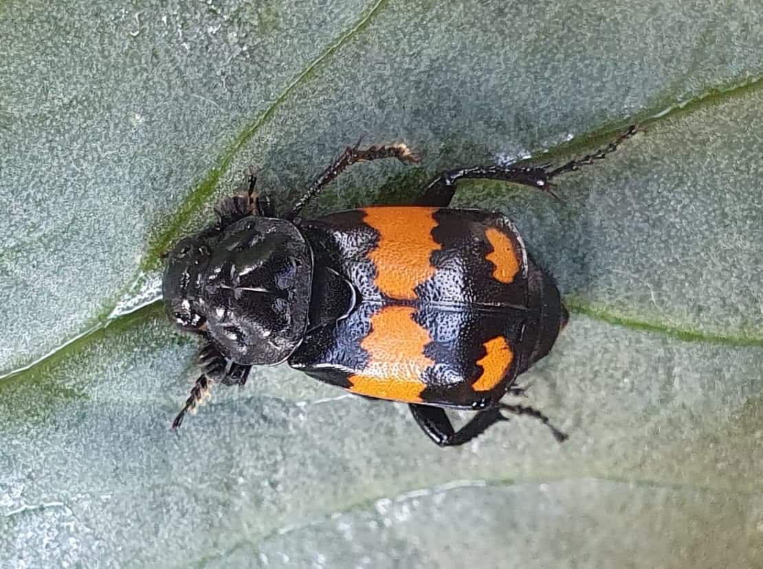 Small sexton beetle found in a dog poo bin at work today. Great little fella! Pic by Vicky <a href="/muliernatura/">Vicky</a>  #beetles #insects