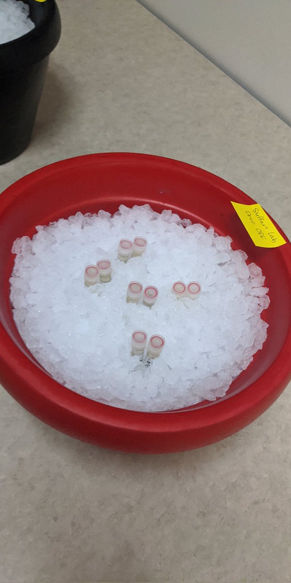 Samples dropped off this morning! Can we get good enough quality and quantity for metatrancriptomics? I'm doubtful but time will tell!